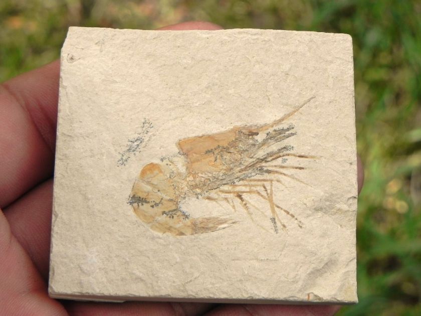 1b Lebanon Fossil Shrimp Jusassic 100% GENUINE SLAYER FOSSIL LEBANESE 