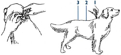 Advantage dogs OVER 55 100 lbs 12 Months Bayer  