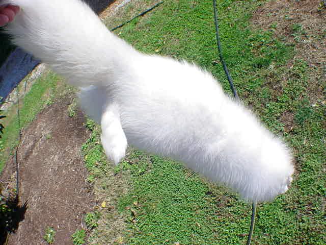 White fur Arctic fox pelt for mountain man hat mukluk  