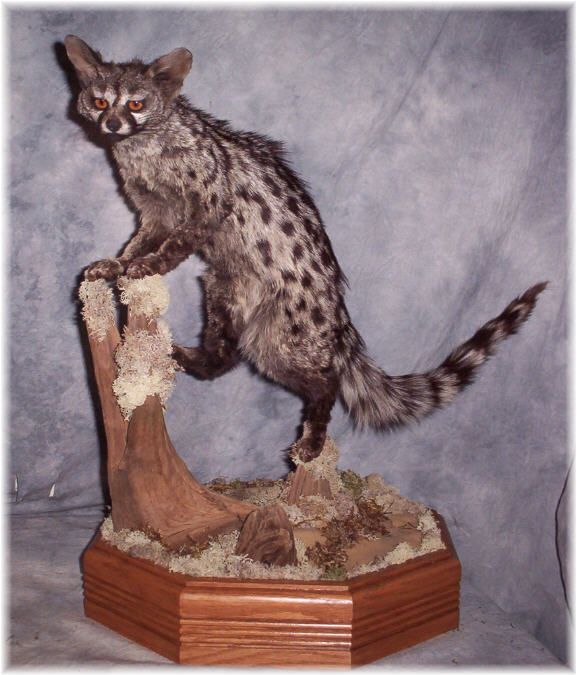 STUNNING AFRICAN GENET CAT TAXIDERMY MOUNT WILDLIFE ART  