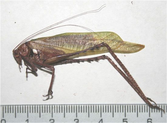 Orthoptera, Phaneropterinae sp. 53 mm Peru 751  