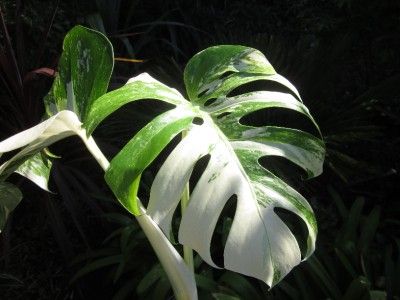 Rare VARIEGATED MONSTERA DELICIOSA VARIEGATA PHILODENDRON SWISS 