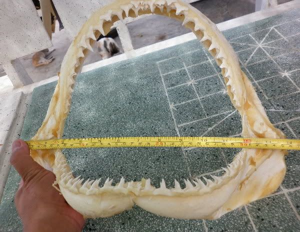 GREAT SHARK JAW FOSSIL jaws Teeth Tooth taxidermy strange HC18  