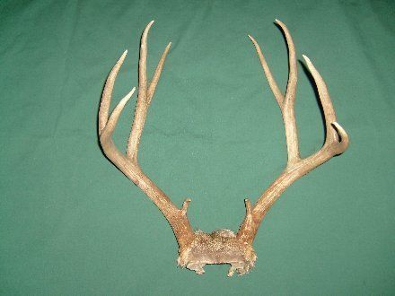 MULE DEER RACK ANTLERS ANTLER TAXIDERMY  