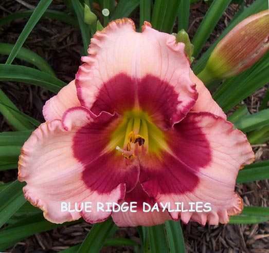 LITTLE RED DRAGON   DF   L3C   Trimmer 2001   DAYLILY  