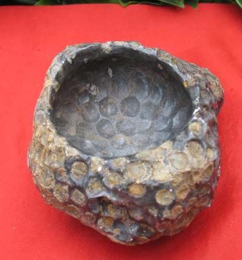 460g natural coral fossil ashtray very nice interesting  