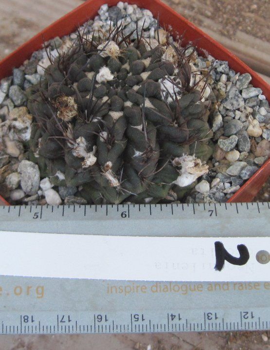   occulta South American Cacti Black Body With Black Spines 2  