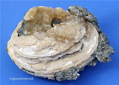 Whole Calcite Clam Rucks Pit Ft. Drum Florida Fossil  