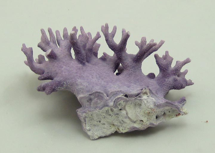 PURPLE ALLOPORA CALIFORNICA CORAL SEASHELL SHELL REEF  