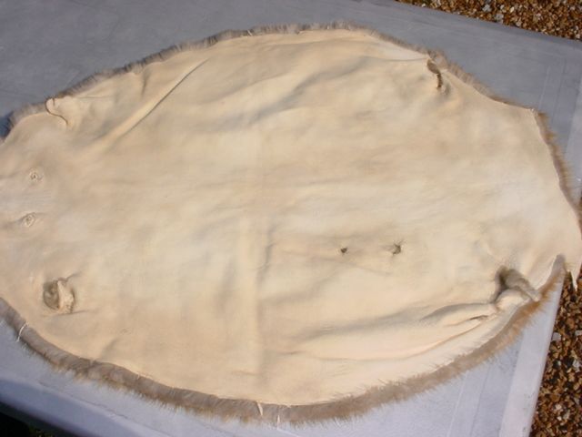 BEAVER PELT TANNED FUR RUG for LOG HOME DECOR TRAPPER  