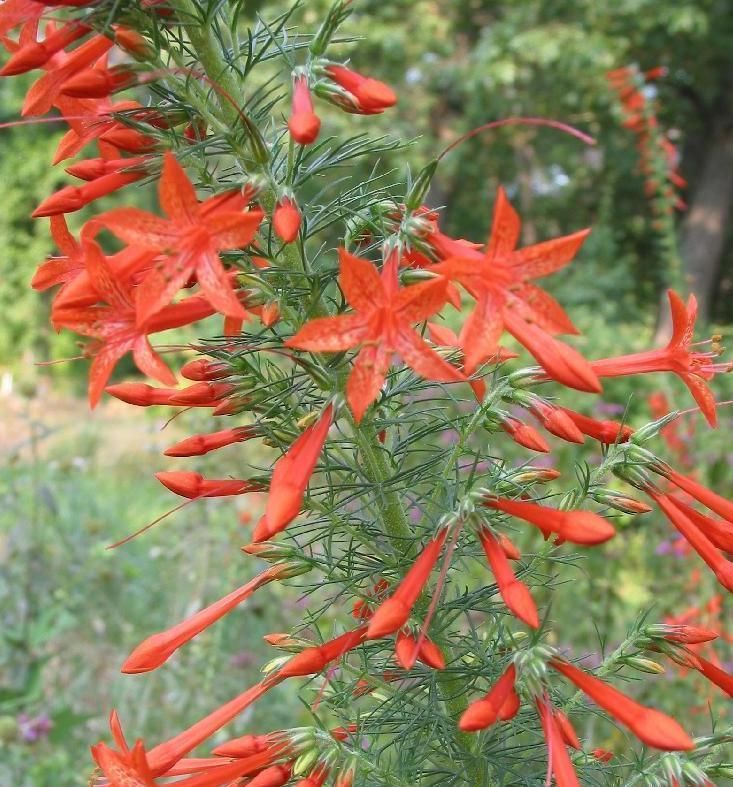 GILIA / STANDING CYPRESS Ipomopsis rubra SEEDS NEW  