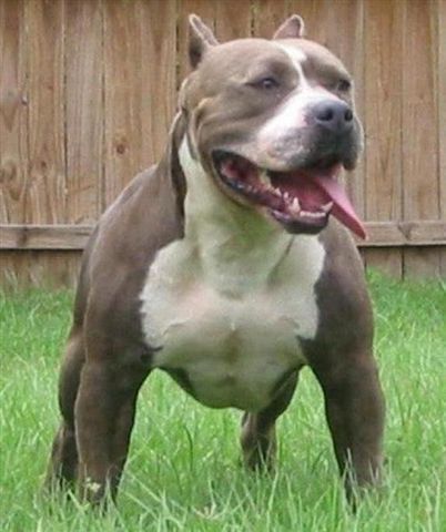 Dog Muzzle PitBull Pit Bull Pitbulls AmStaff Am Staff  