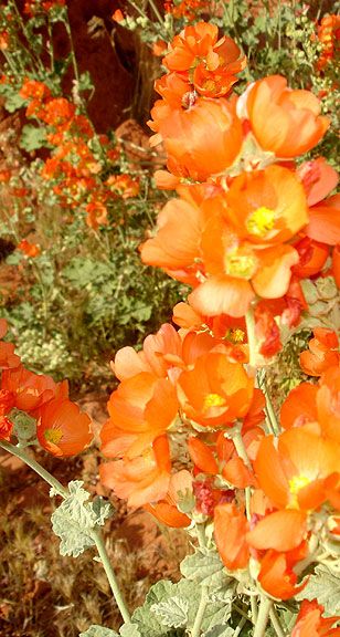 Sphaeralcea ambigua APRICOT MALLOW ~SEEDS~  