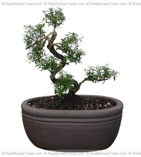 Snowrose Bonsai Flowering Pot Indoors Outdoors Real Old  