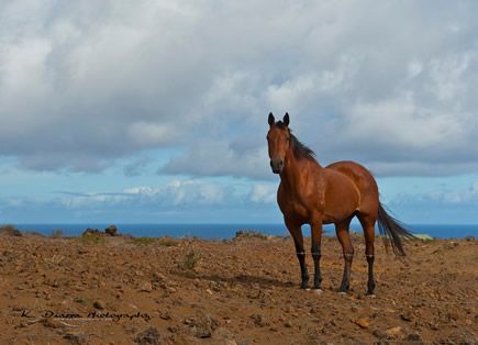 Horse Near South Point