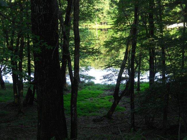 View of the lake across the street from the lot.