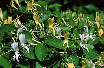 Honeysuckle Vines Halls Japanese 10 rooted plants  