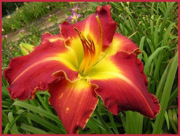 TEXAS BIG RED   DF   B11C   Carpenter, J 2006   DAYLILY  