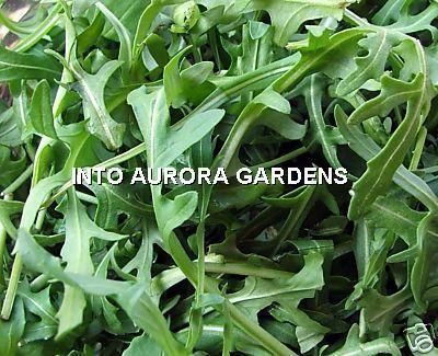 100 Italian Wild Arugula Seeds Organic Rucola Herb RARE  